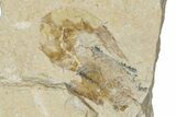 Three Cretaceous Fossil Shrimp - Lebanon #349683-2